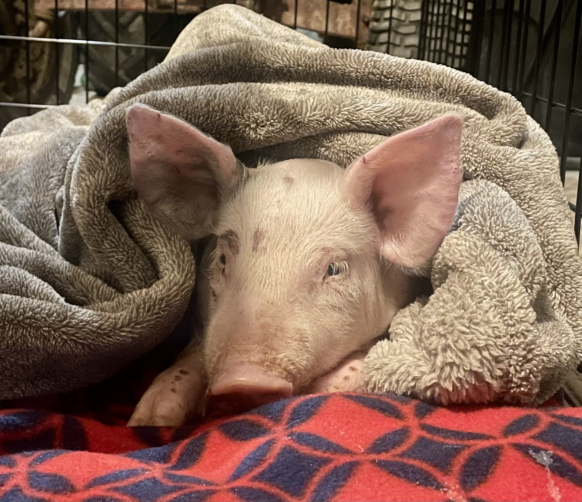 pig story