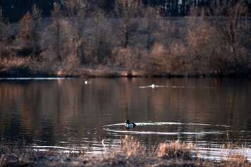 Duck on a pond Duck on a pond