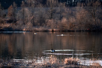 Duck on a pond