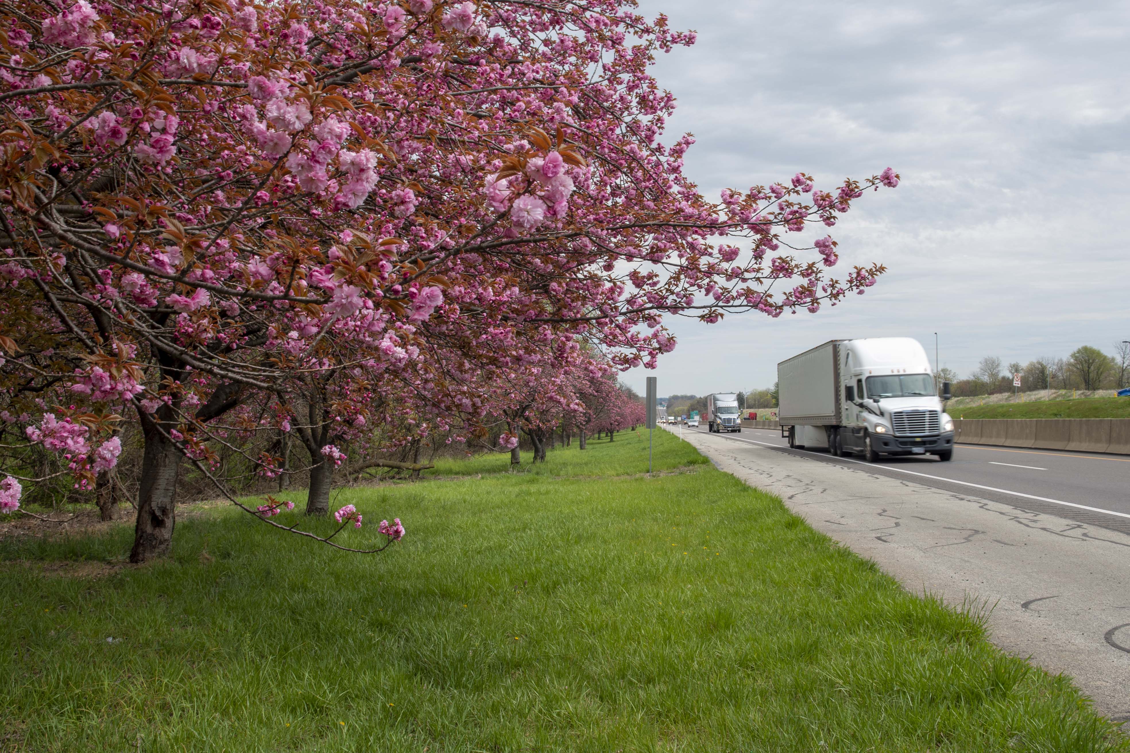 Pink flower bush along highway