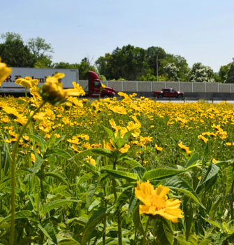 Field of yellow wildflowers by the PA Turnpike Field of yellow wildflowers by the PA Turnpike