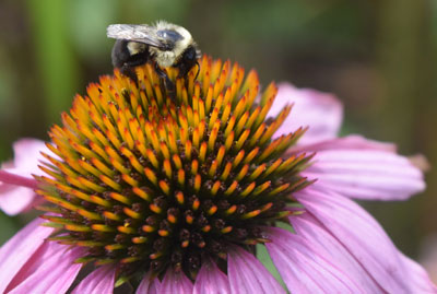 Bumblebee on a flower Bumblebee on a flower