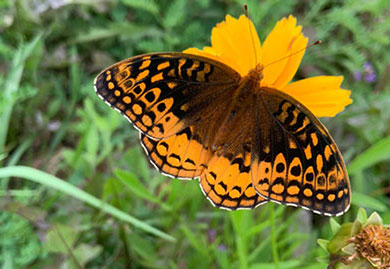 A butterfly on an orange flower A butterfly on an orange flower