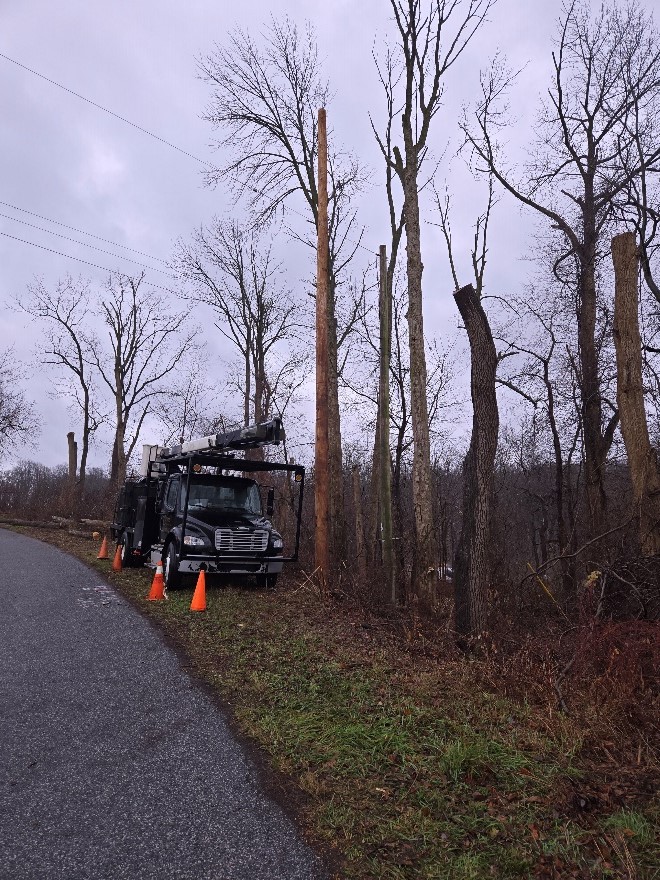 tree trim
