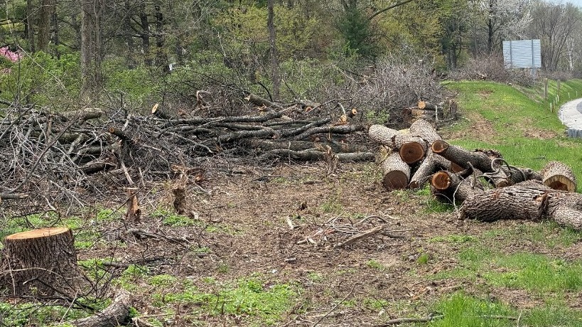 Picture of felled trees on the MP 320-324 project site